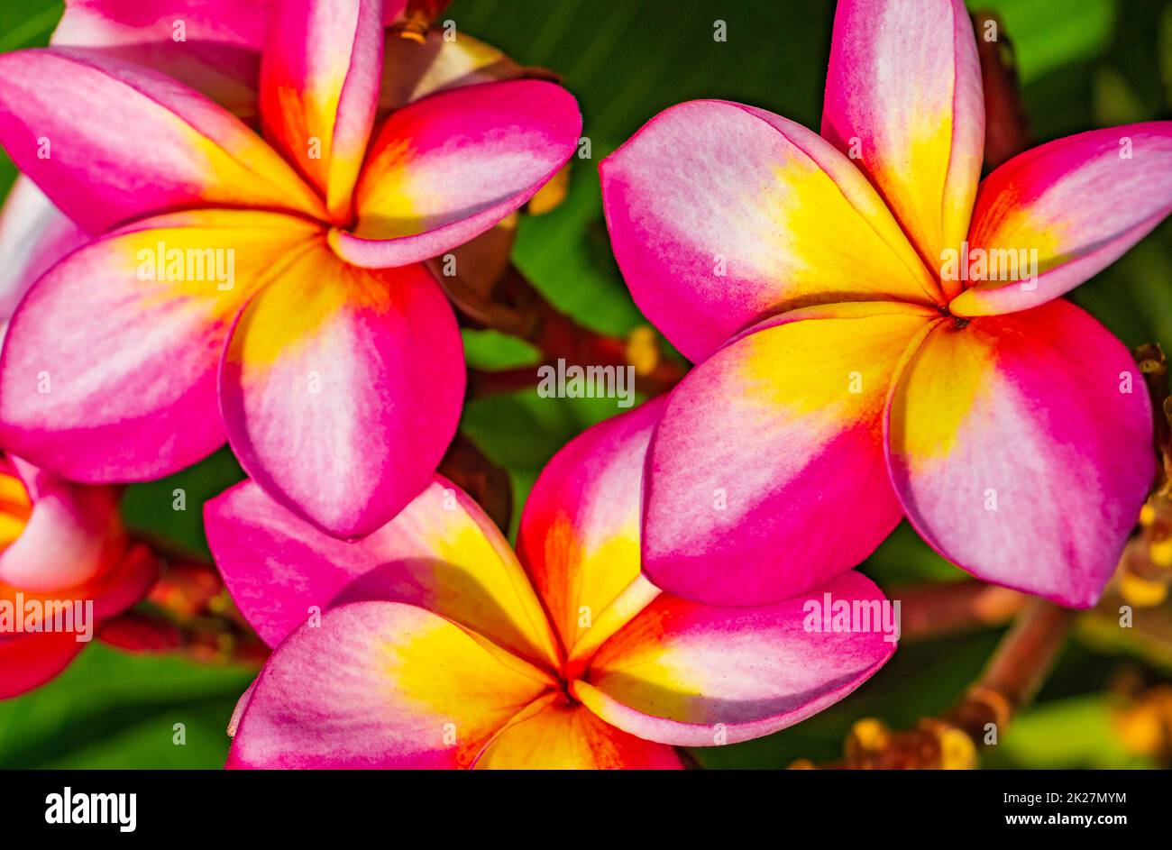 Plumeria pink and yellow flowers with green plant background Thailand — free download