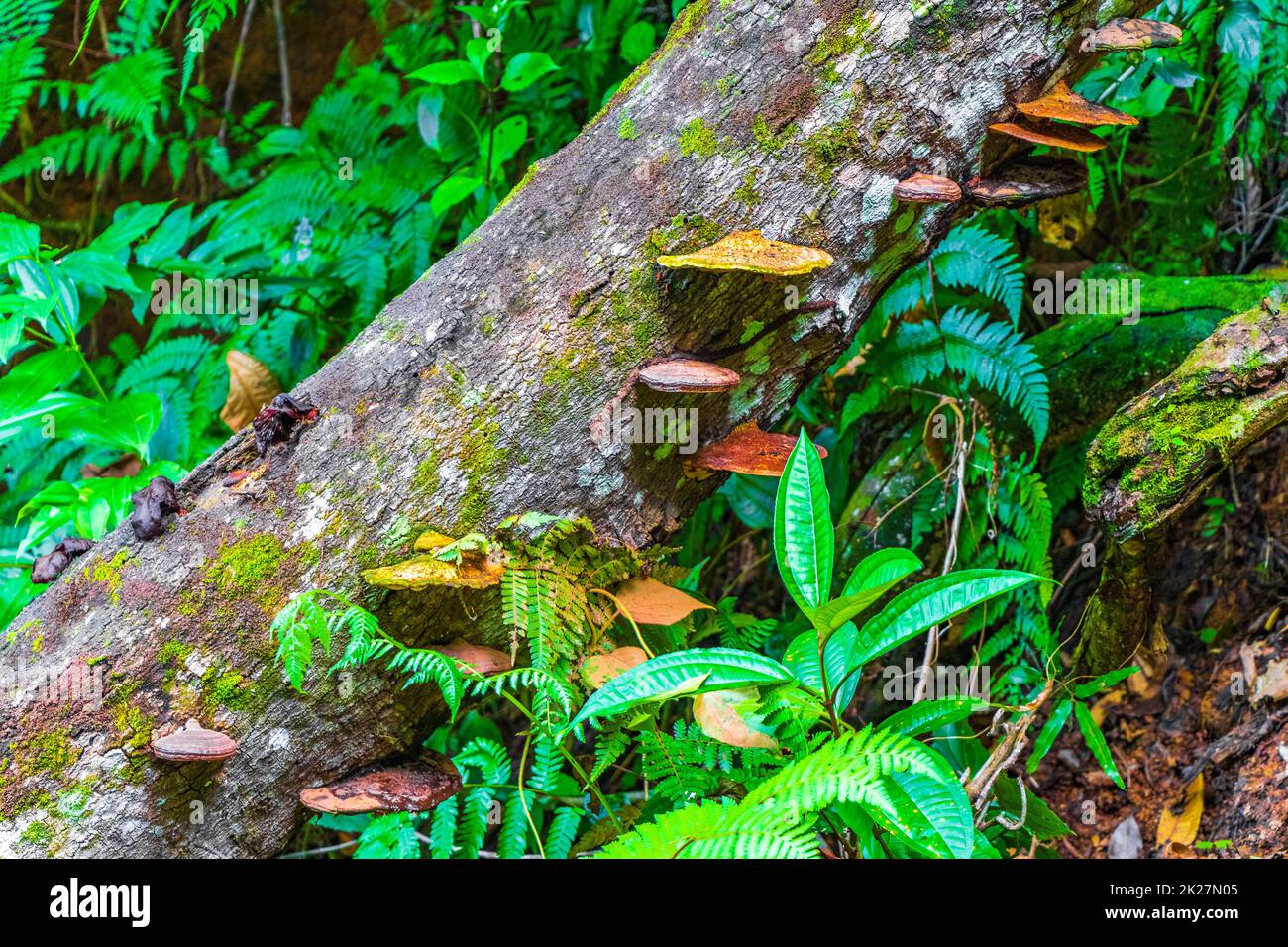 Moss mushrooms fungi lichens on tree natural tropical jungle Brazil. Stock Photo