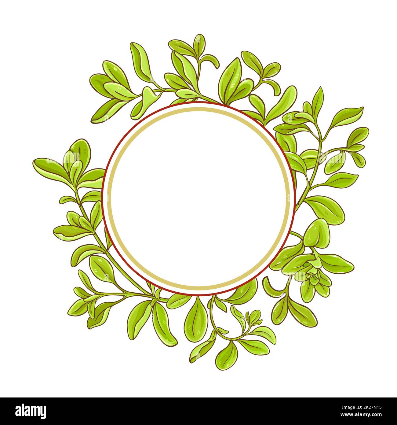 marjoram branch vector frame Stock Photo Alamy
