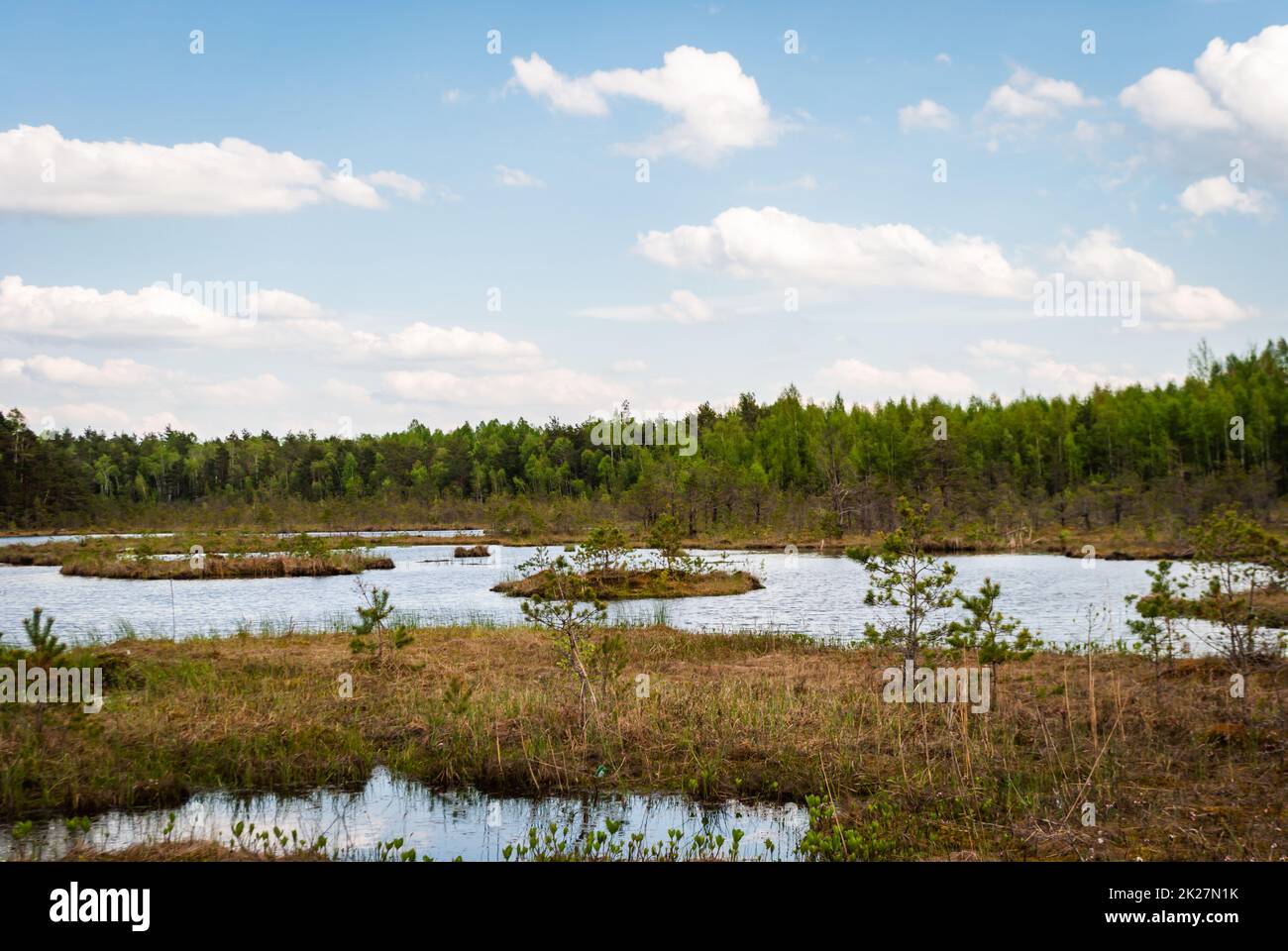 Flooded areas among the swamp and forest in the spring Stock Photo