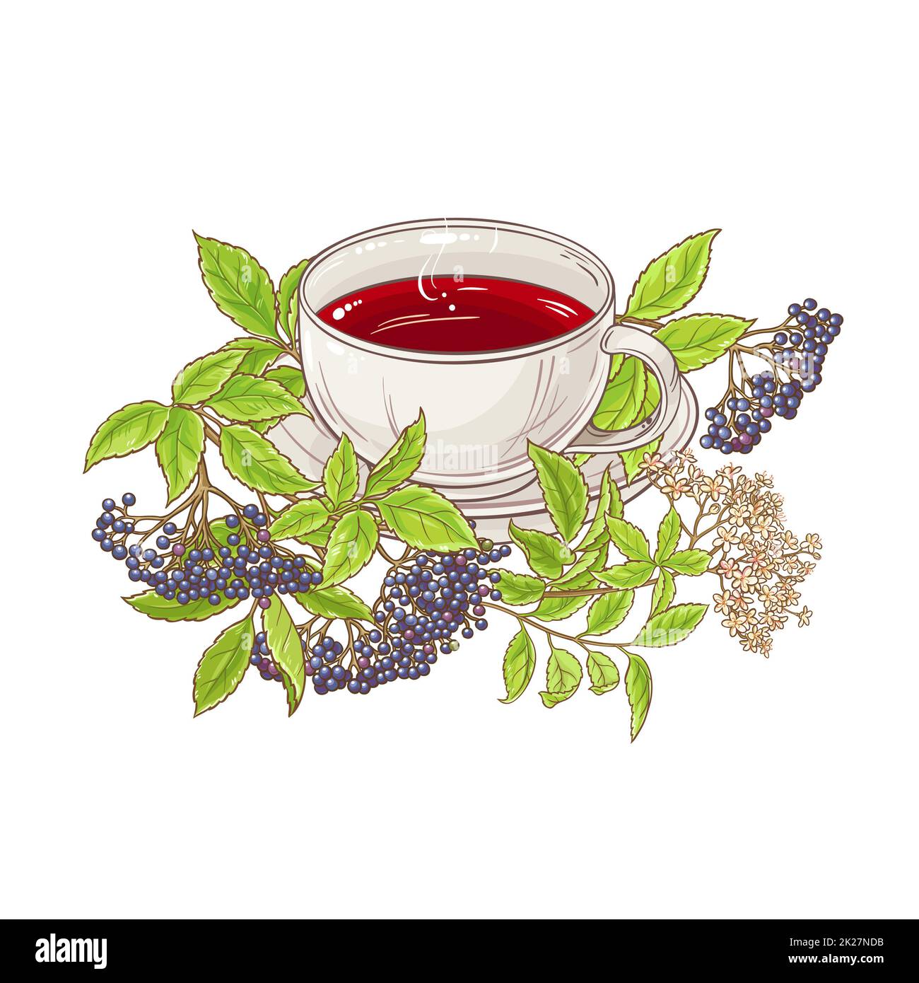 elderberry tea illustration Stock Photo