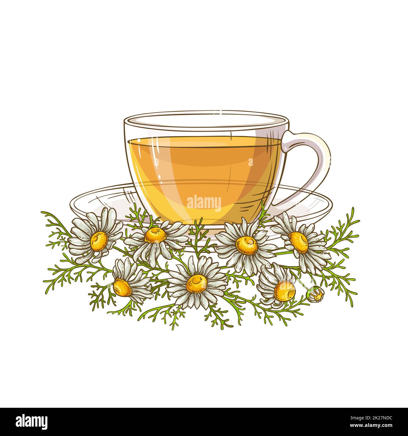 chamomile tea illustration Stock Photo Alamy