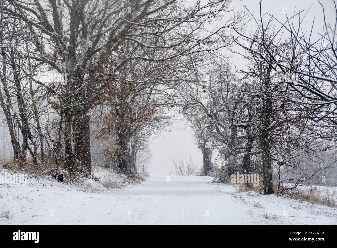 Wintertime  -  A snowy path through trees in heavy snowfall Stock Photo