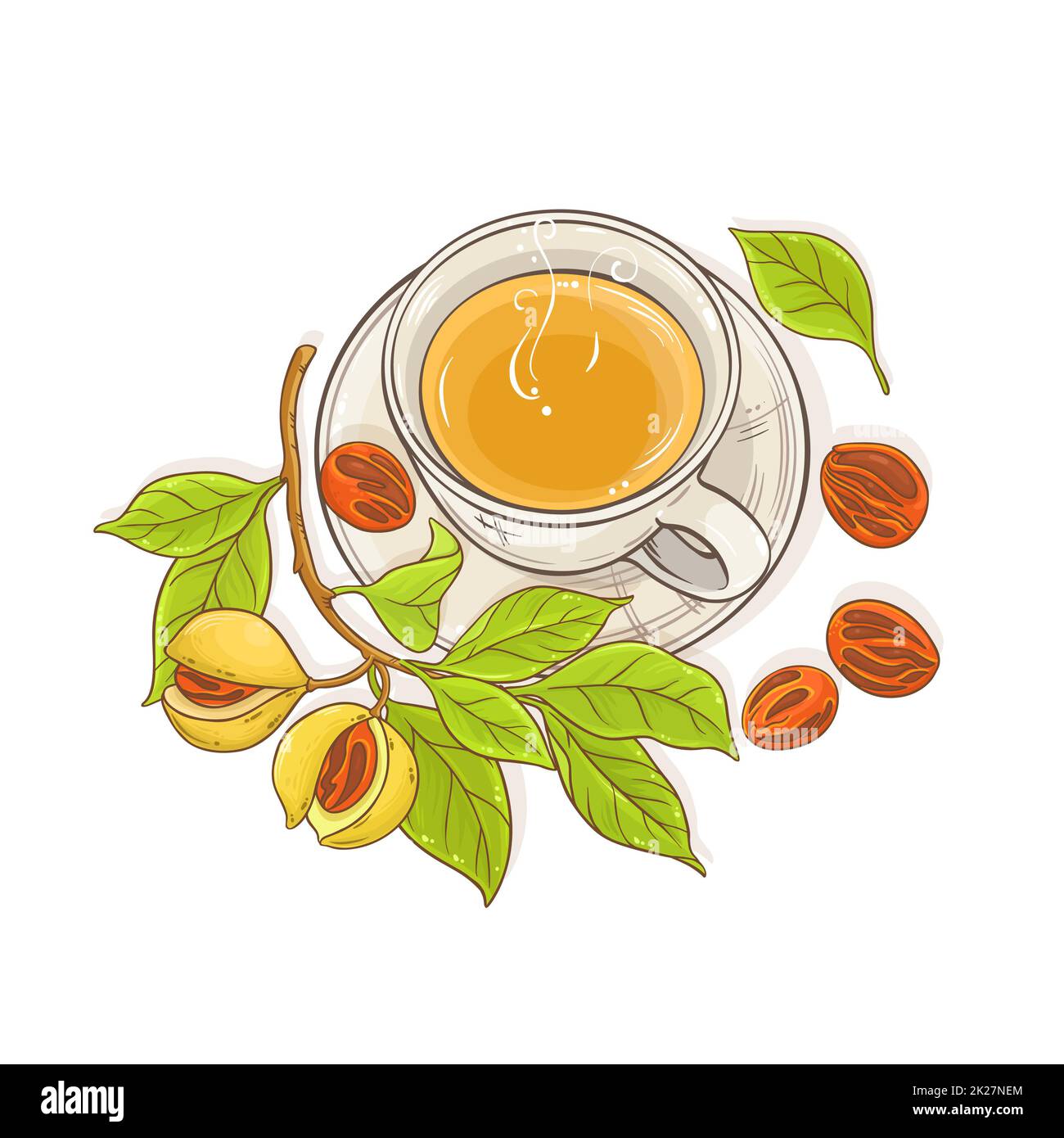 nutmeg tea illustration Stock Photo Alamy