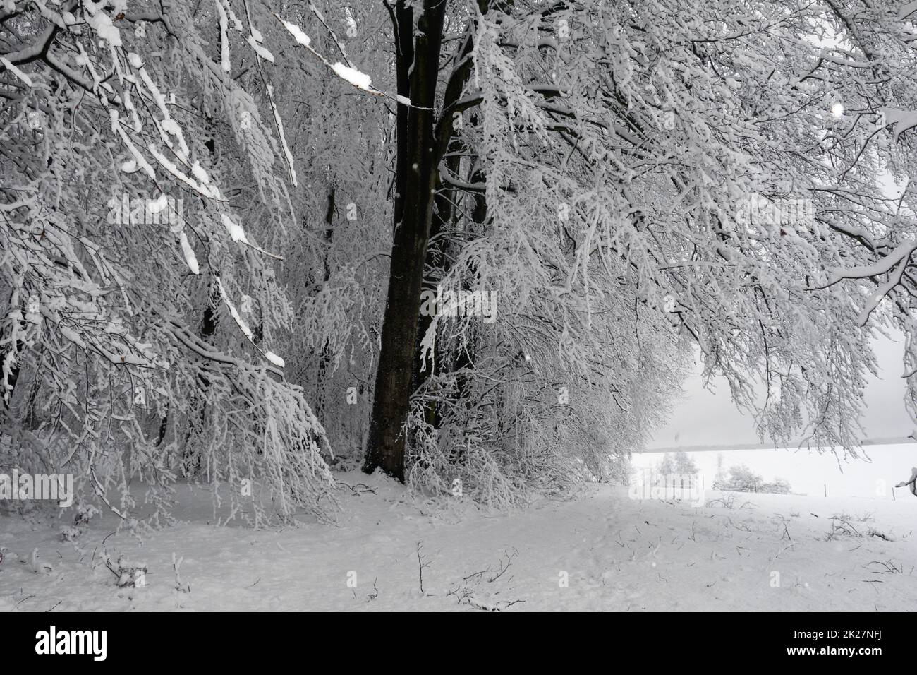 Snow-covered trees in a winter landscape Stock Photo
