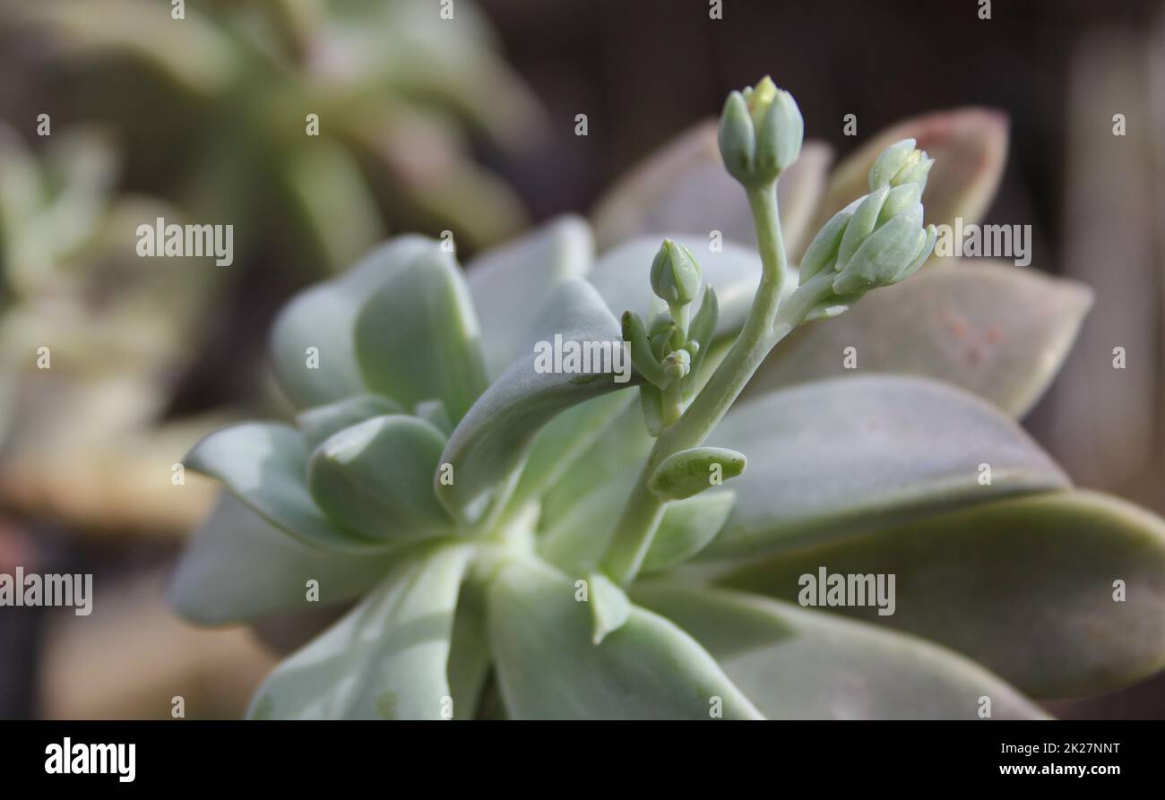 Hen and Chicks Houseplant Echeveria elegans With Flower Blooms Stock Photo