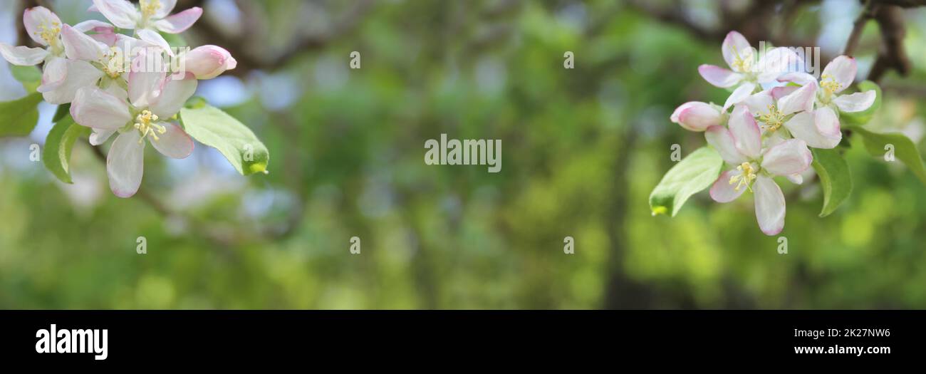Apple Blossom Image With Green Bokeh Background Stock Photo