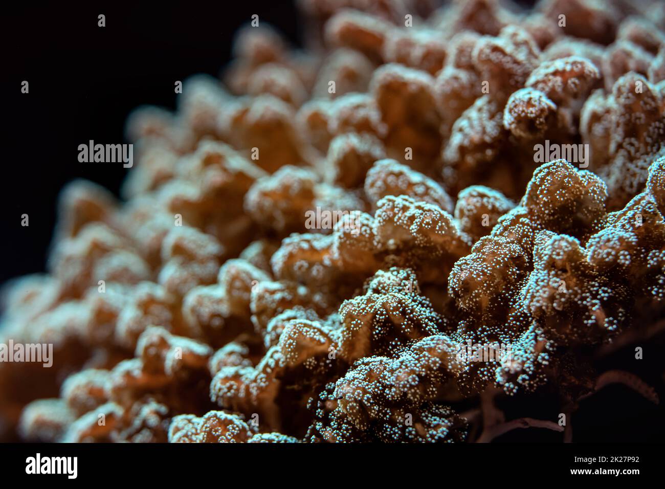 Underwater photo, close up of coral emitting fluorescent light. Abstract marine background Stock Photo