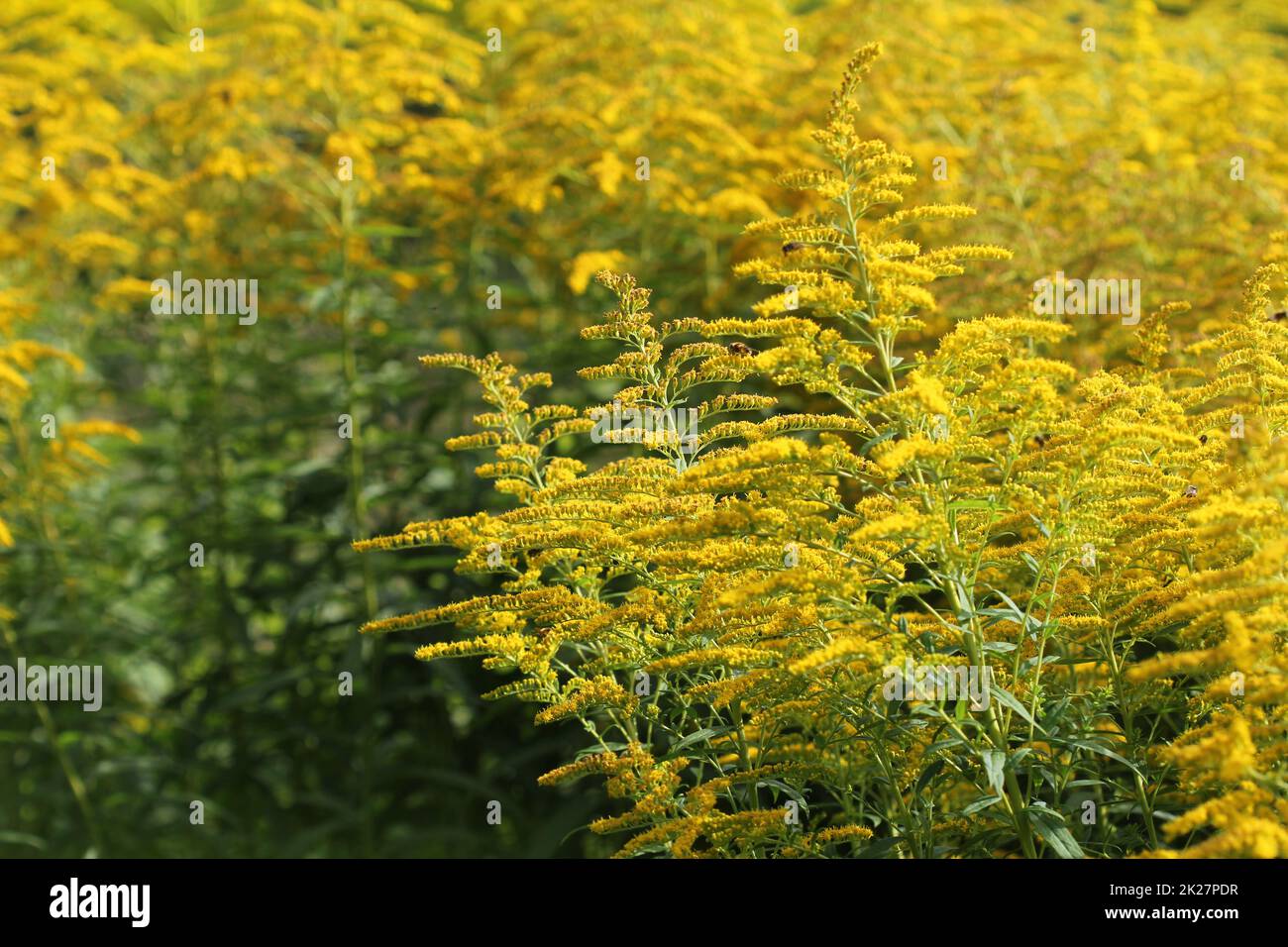 Blooming goldenrod. Solidago, or goldenrods, is a genus of flowering plants in the aster family, Asteraceae Stock Photo