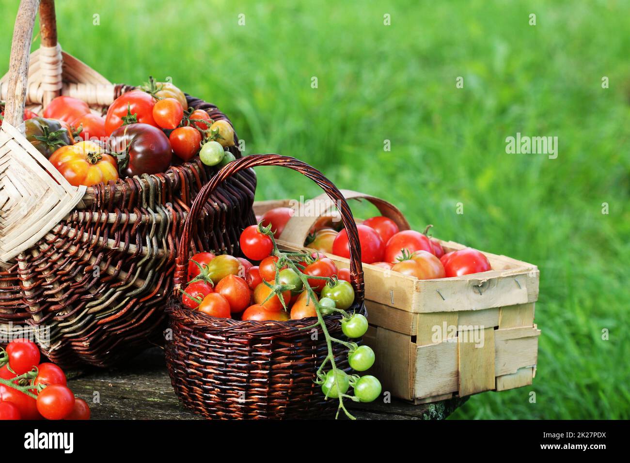 Heirloom variety tomatoes in baskets on rustic table. Colorful tomato - red,yellow , orange. Harvest vegetable cooking conception. Full baskets of tometoes in green background Stock Photo