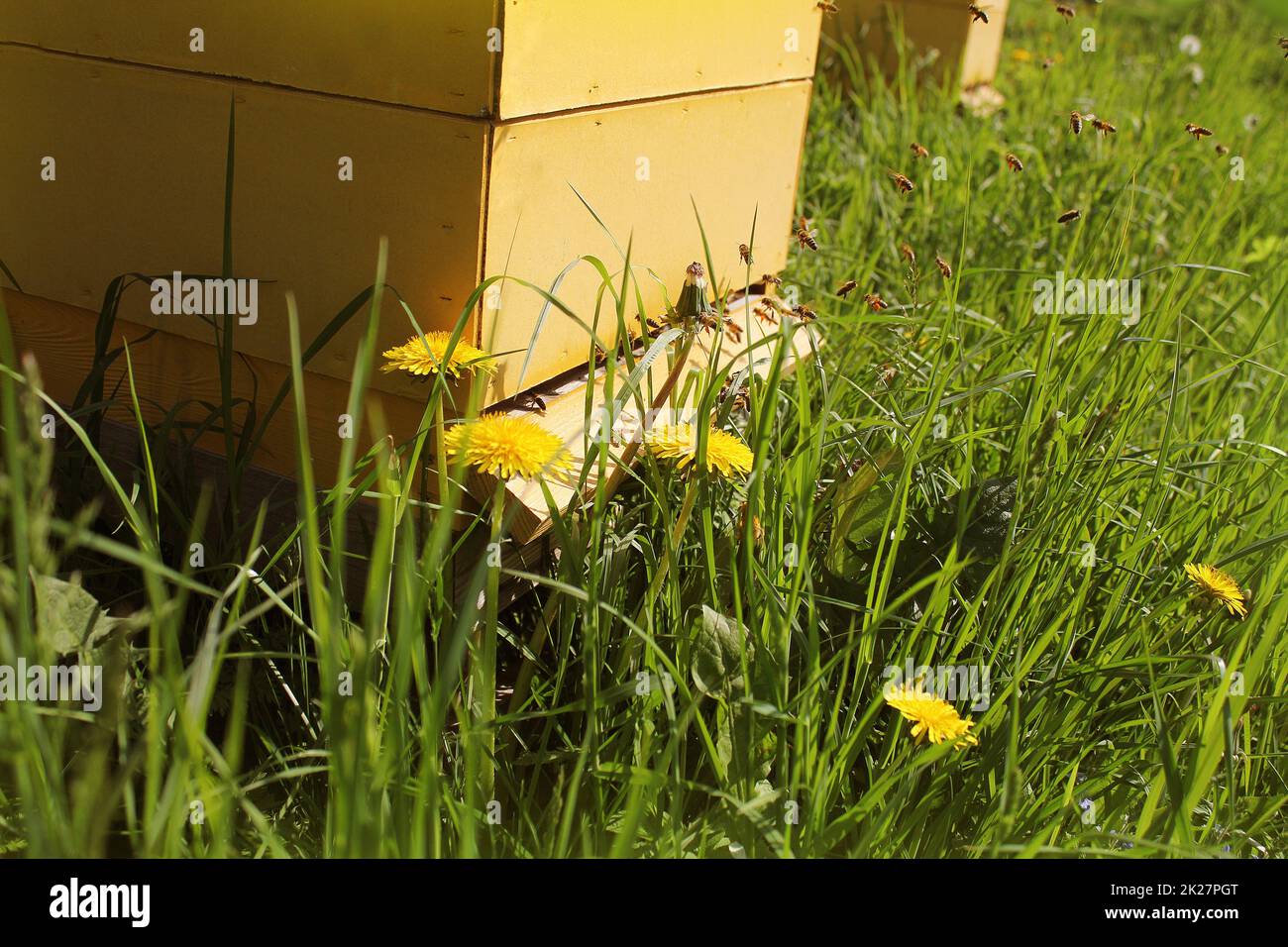 Bees return to the beehives during the harvest. Lot of bees fly near of beehives Stock Photo