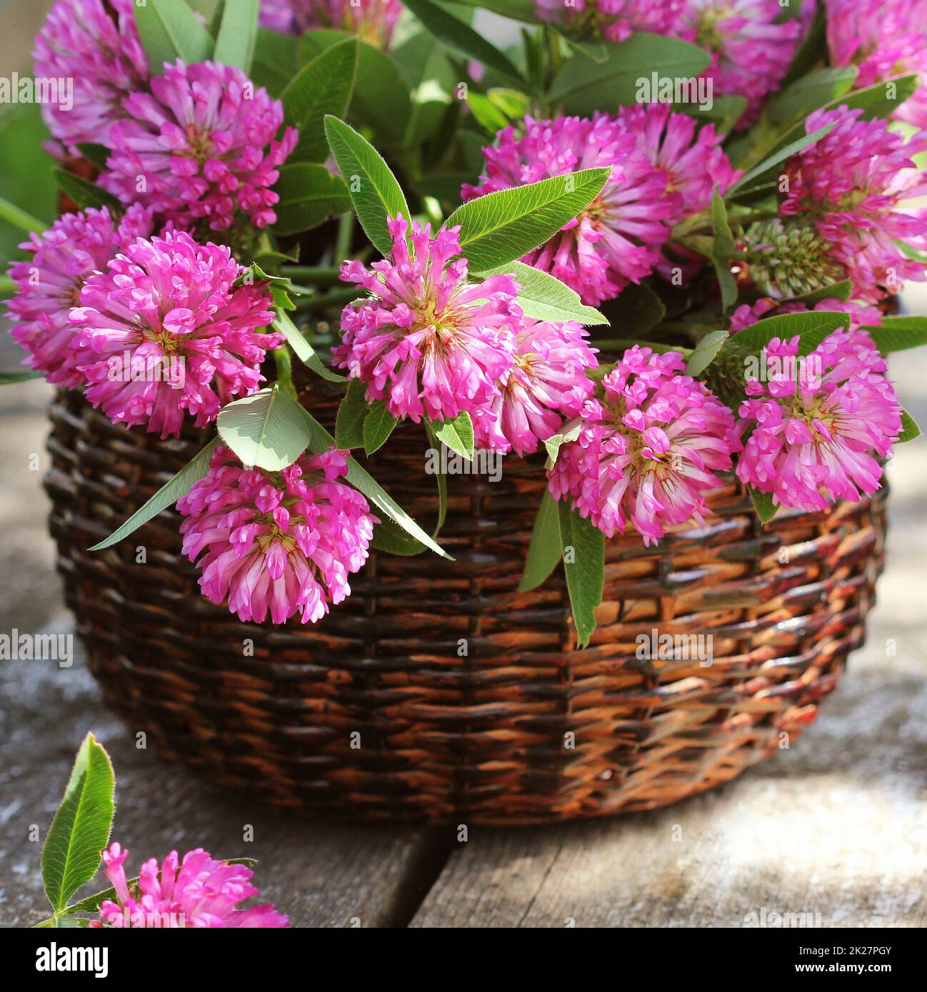 Clover flowers in a basket. Herbs harvesting of medicinal raw materials