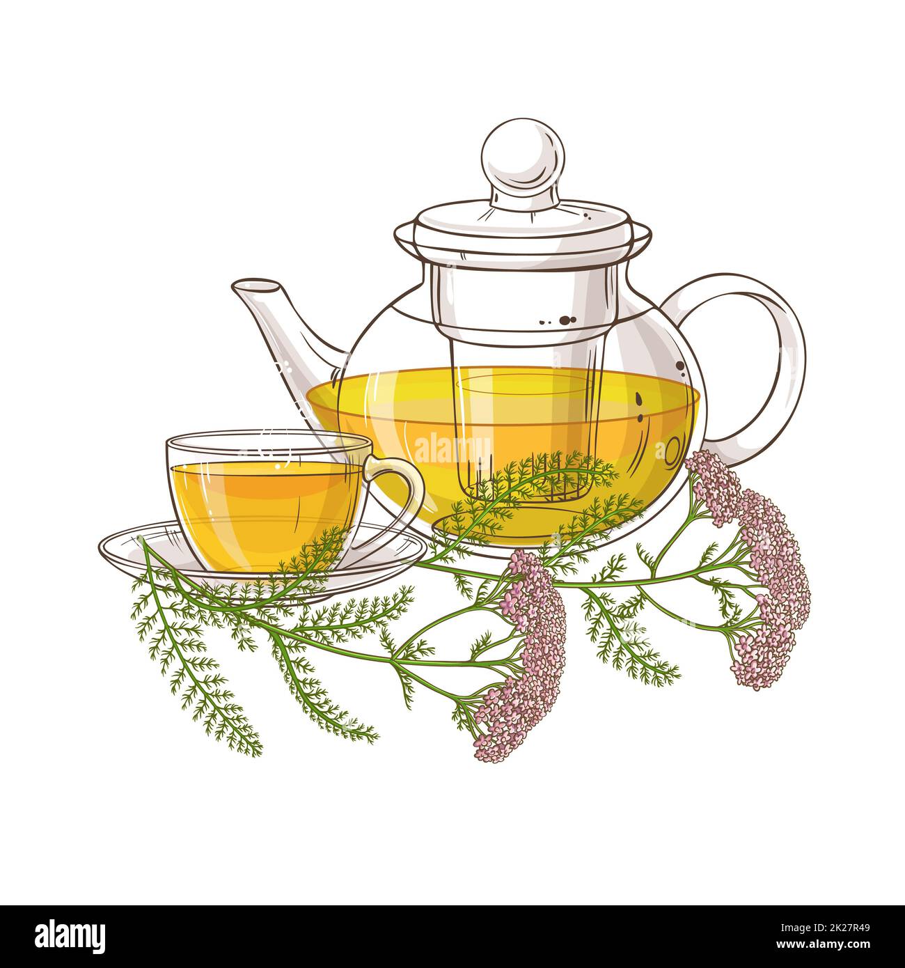 yarrow tea illustration Stock Photo