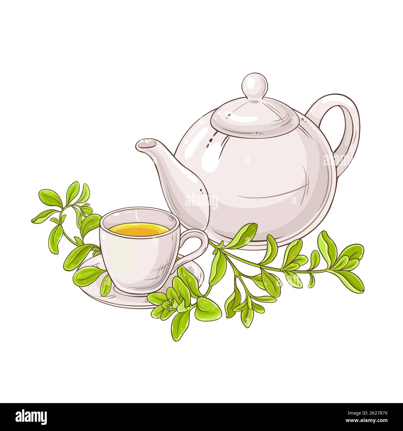 marjoram tea illustration Stock Photo Alamy