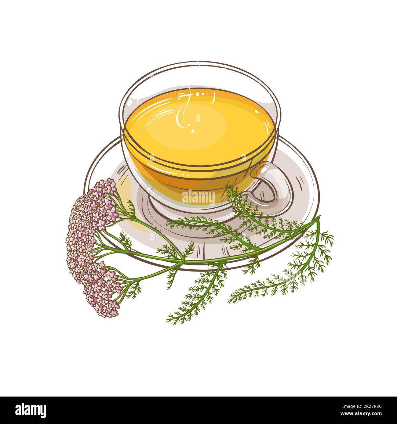 yarrow tea illustration Stock Photo Alamy