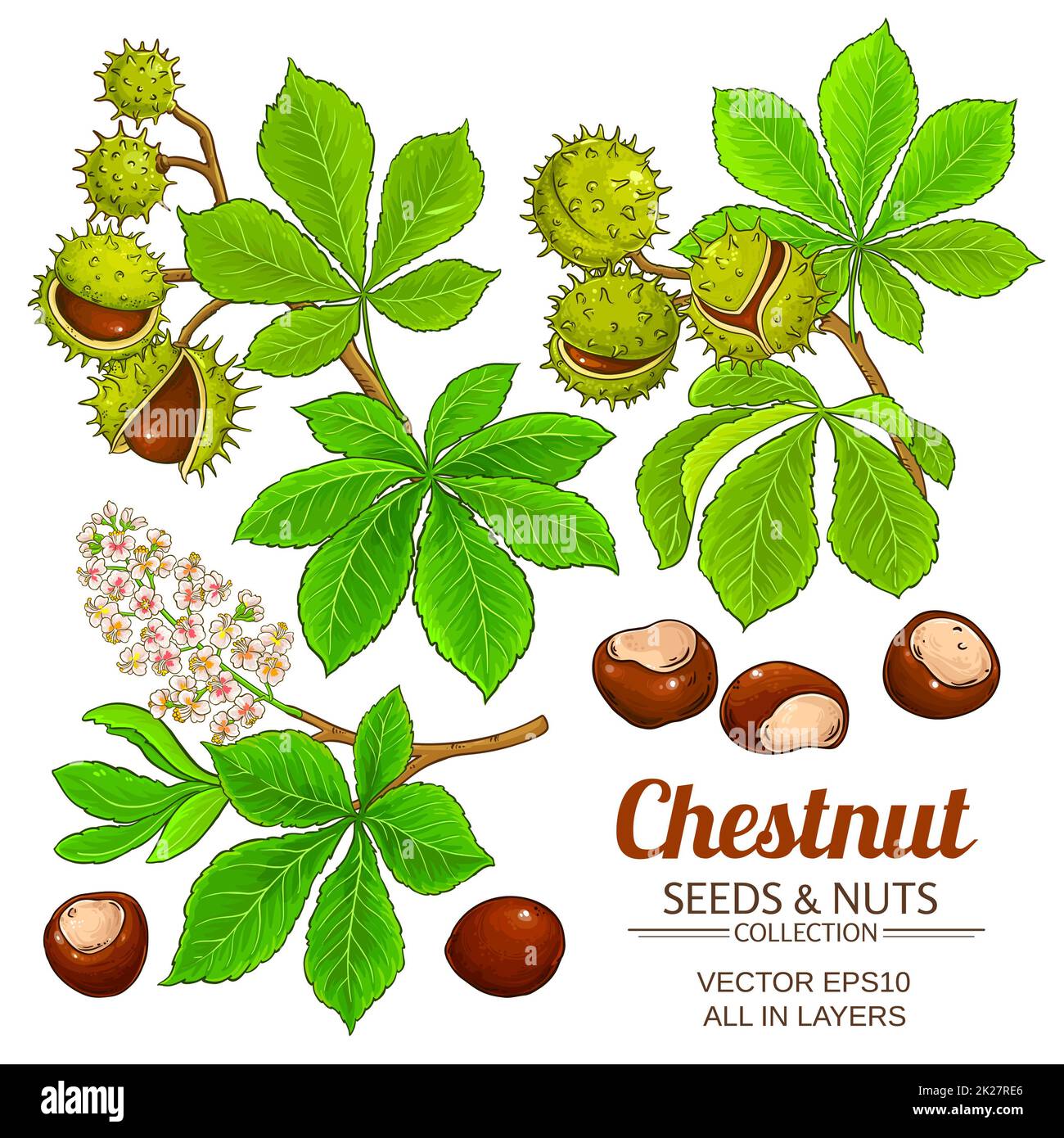 Chestnut tree flower Cut Out Stock Images & Pictures Alamy