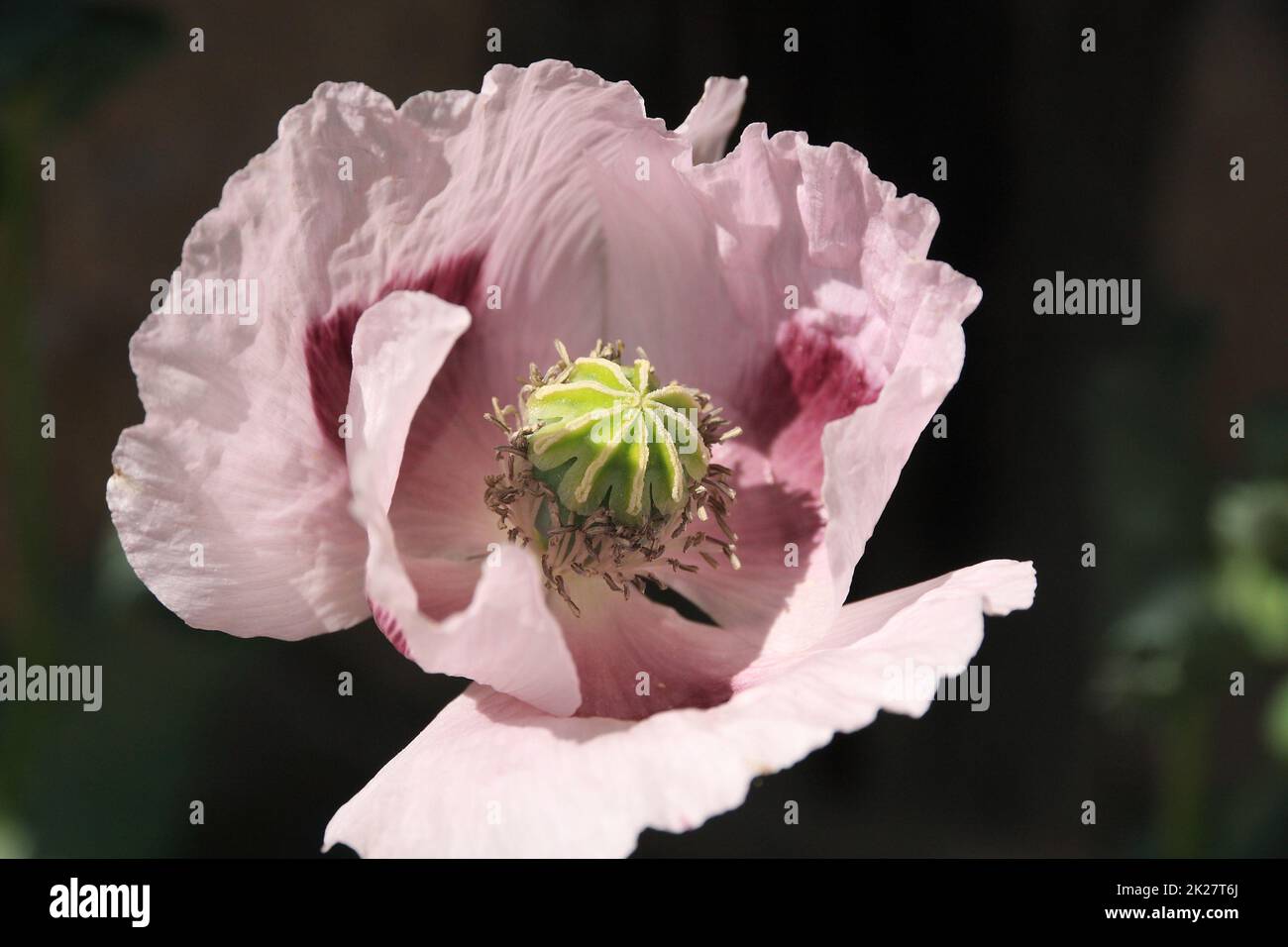 Blooming opium poppy Stock Photo
