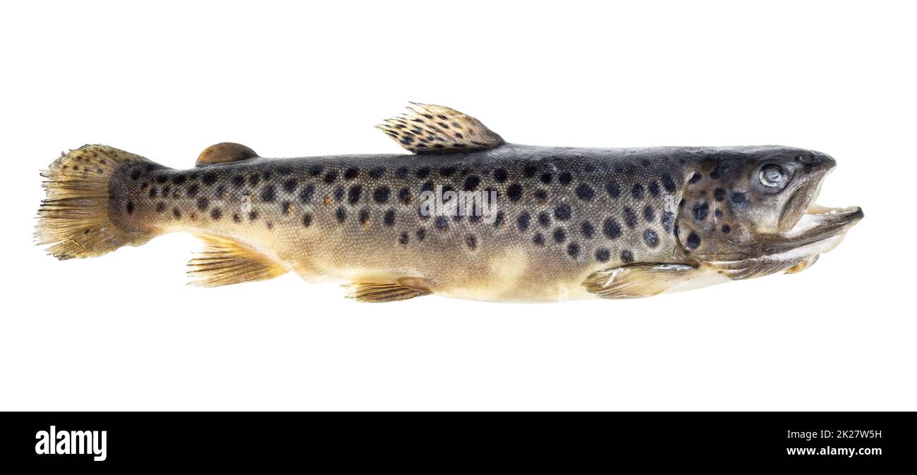 frozen whole lake trout isolated on white Stock Photo Alamy