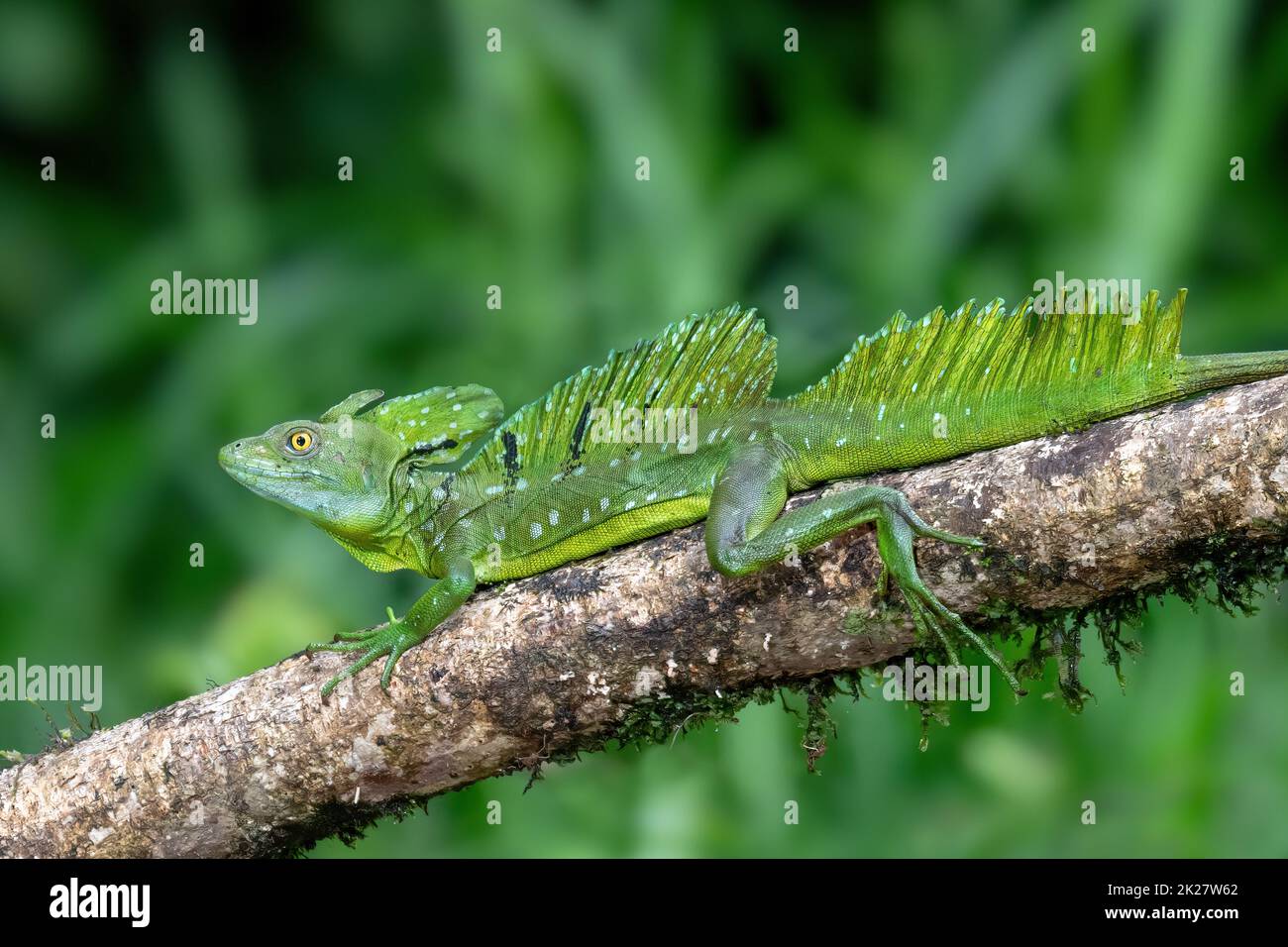 Plumed green basilisk, Basiliscus plumifrons, Cano Negro, Costa Rica