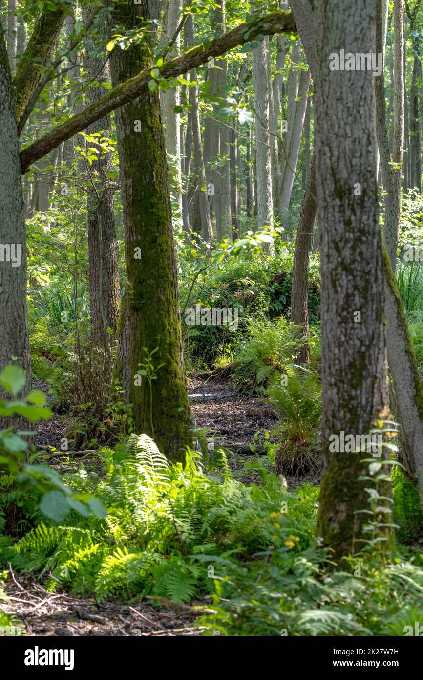 German Moor forest landscape with fern, grass and deciduous trees in summer Stock Photo