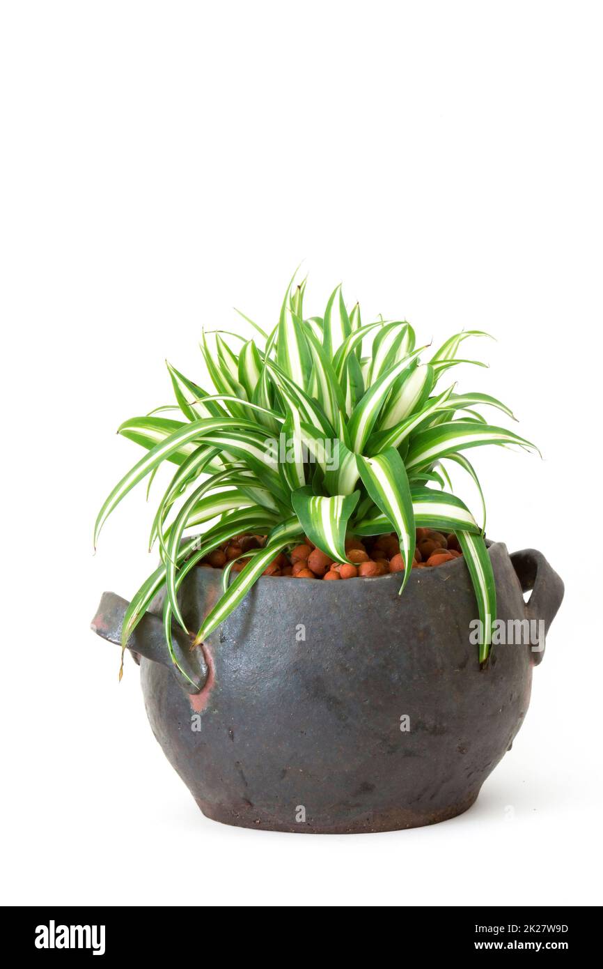 Chlorophytum in clay pot on wooden background Stock Photo