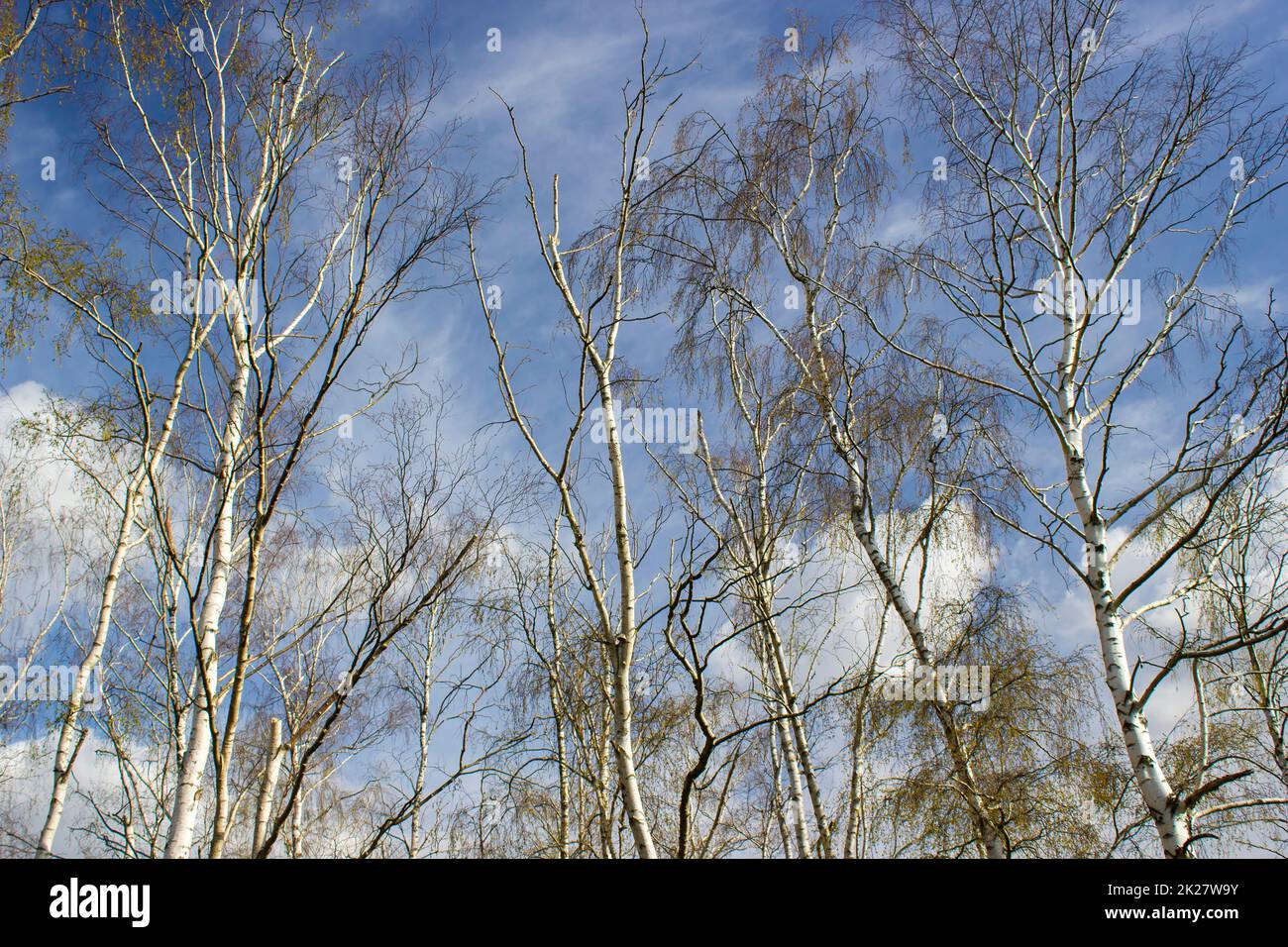 The birch trees, trees in front of spring sky and clouds Stock Photo ...