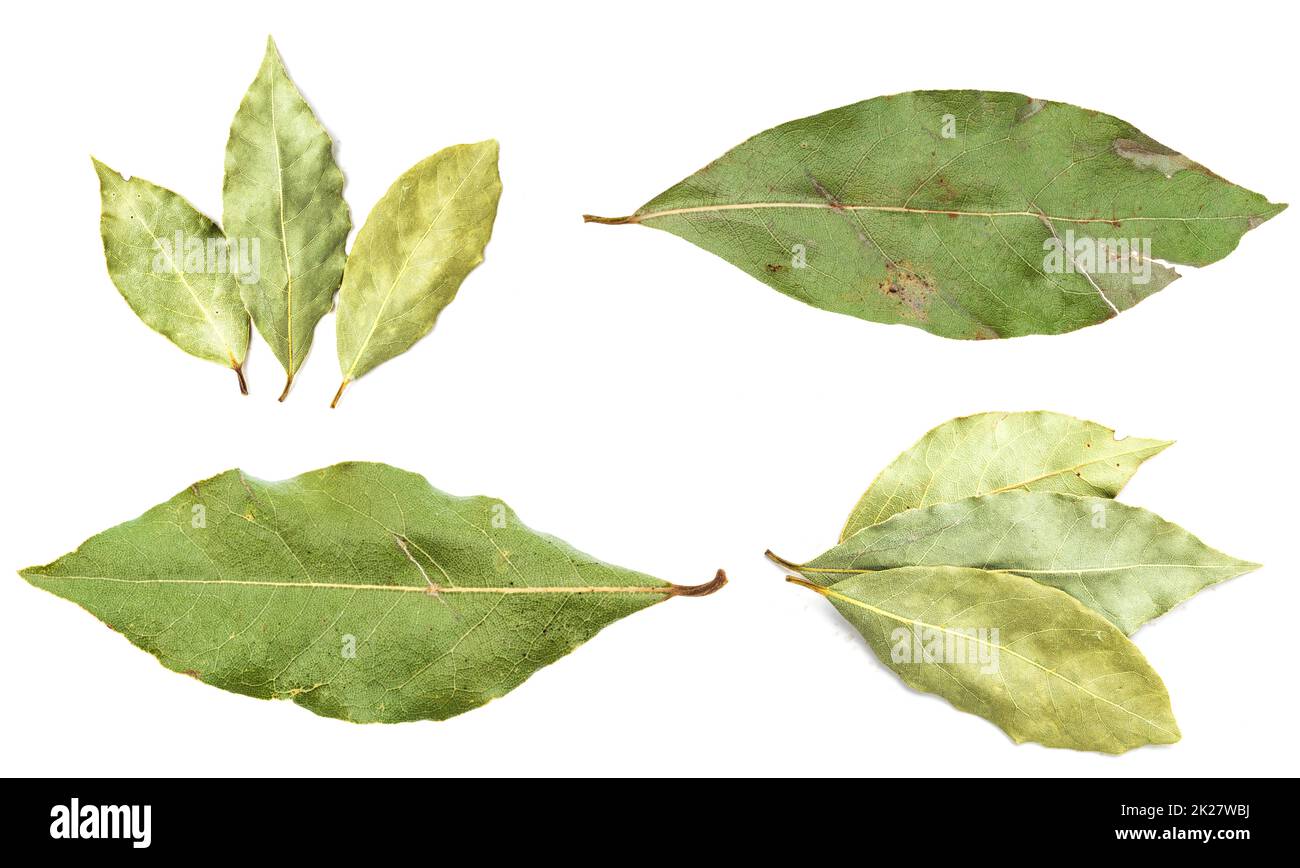 set of various dried green bay leaves isolated Stock Photo Alamy