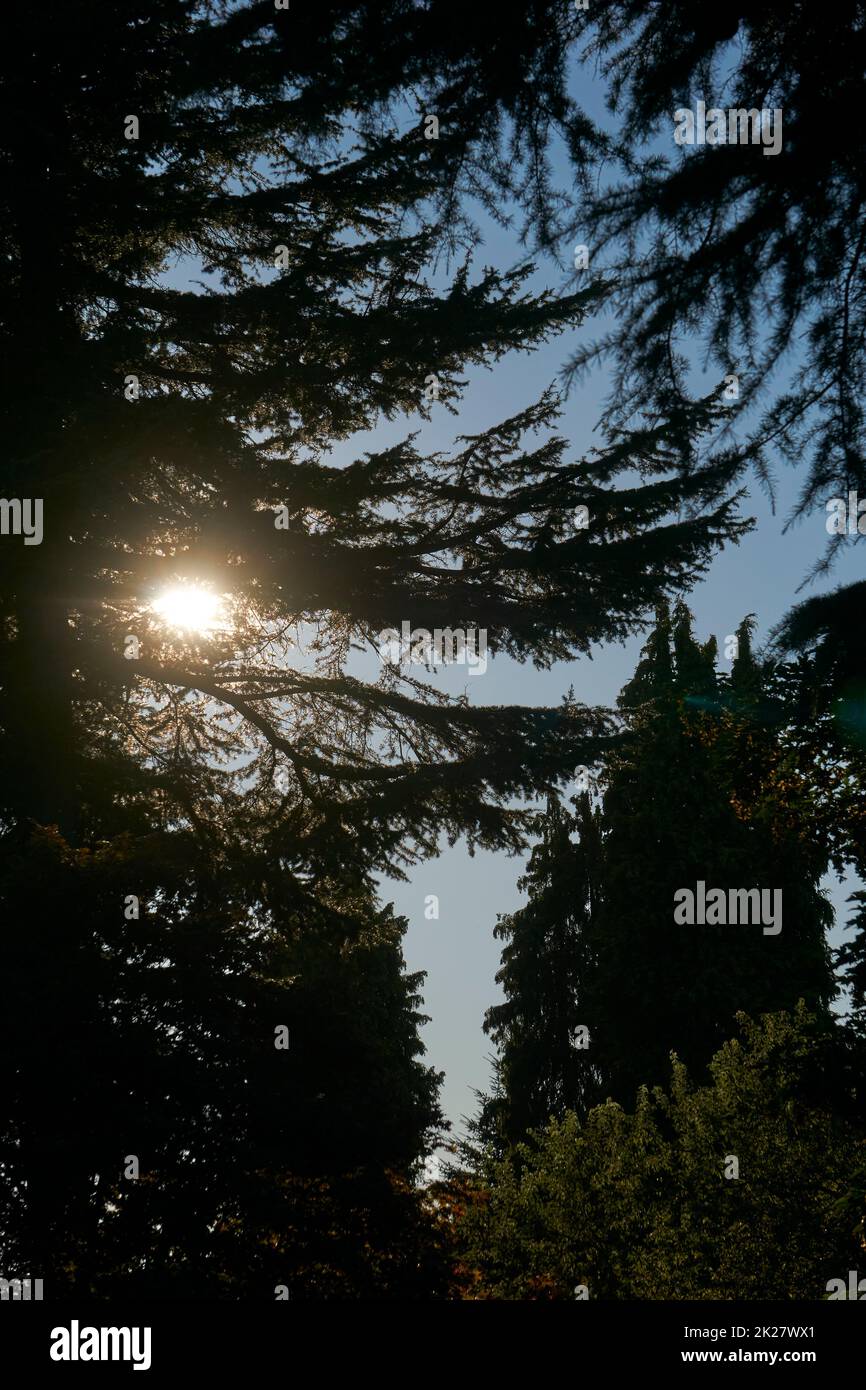 Setting sun shining through the branches of coniferous trees Stock Photo