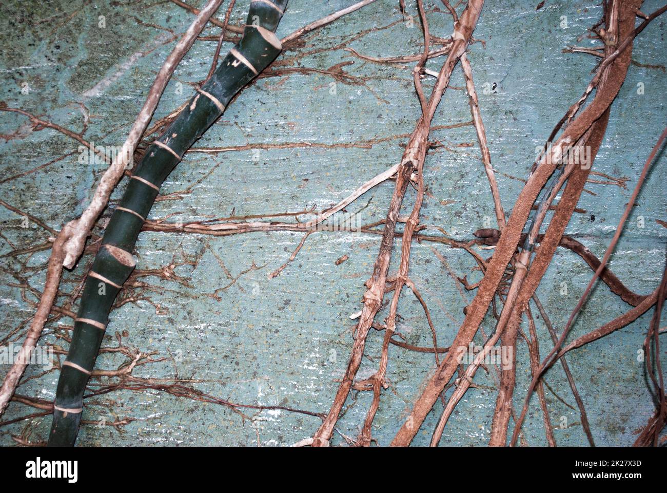 vine roots grip to the concrete wall Stock Photo