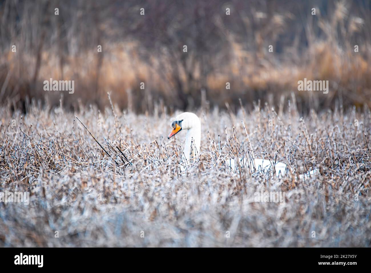 Wild bird mute swan in winter on pond Stock Photo