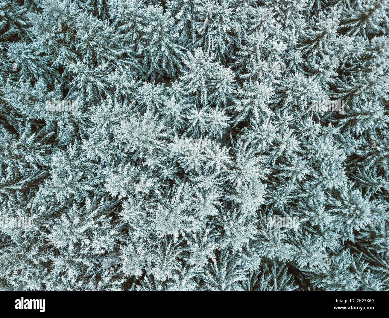 Aerial top down view of beautiful winter forest treetops. Stock Photo