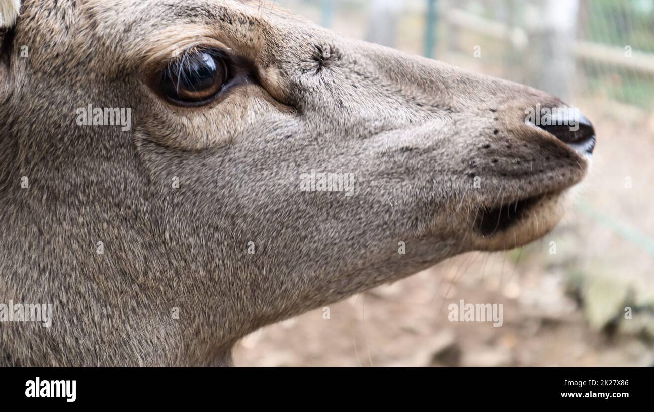 Whitetailed deer very detailed closeup portrait. With a deer eye. ungulates ruminant mammals