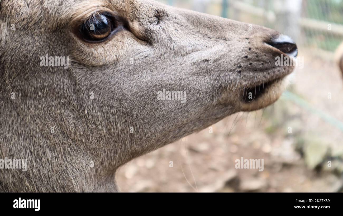 White-tailed deer very detailed close-up portrait. With a deer eye. ungulates ruminant mammals. Portrait courageous deer Stock Photo