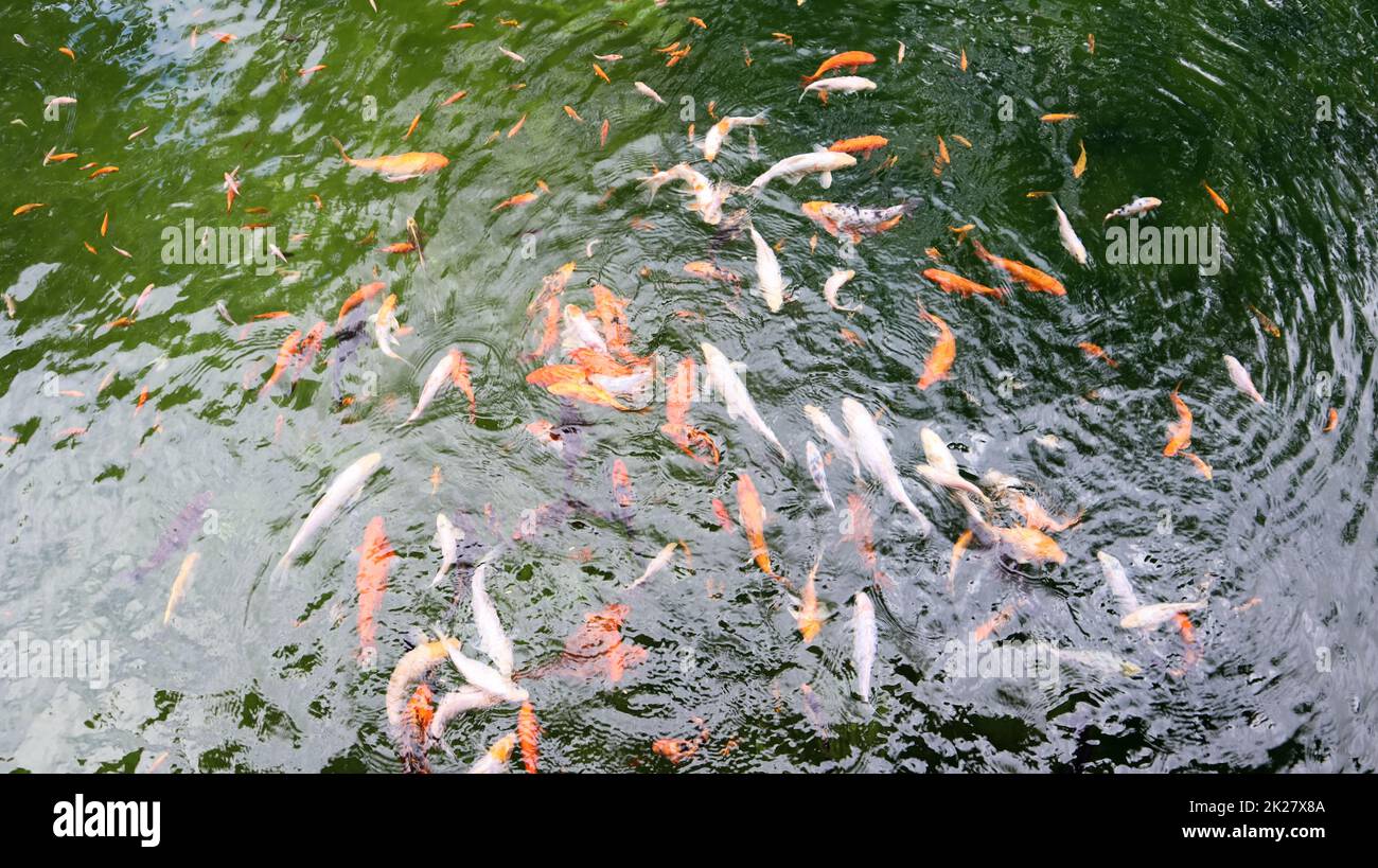 Royal carp in the pond. Japanese koi in water top view. Brocade carp in the water. Sacred fish. Decorative domesticated fish bred from the Amur subspecies Stock Photo