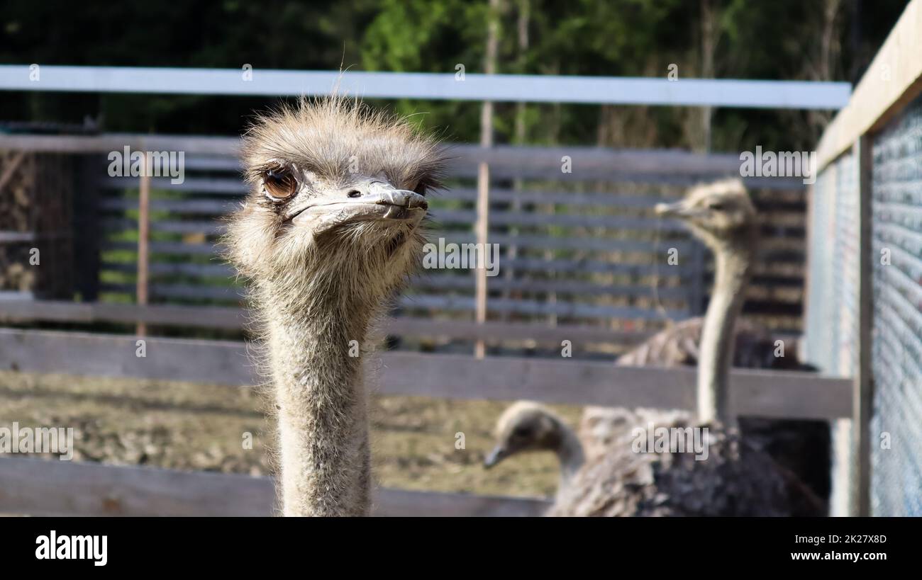 ostrich bird head and neck front portrait in a park. A close up shot of a cute ostrich on a blurred background. Stock Photo