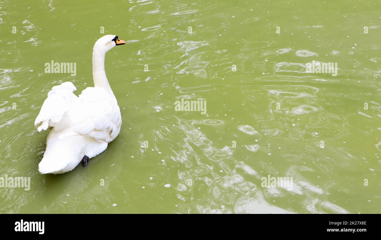 White swan is a bird from the genus of the swans of the family of ducks, which has white plumage in the summer on a lake or pond. Stock Photo