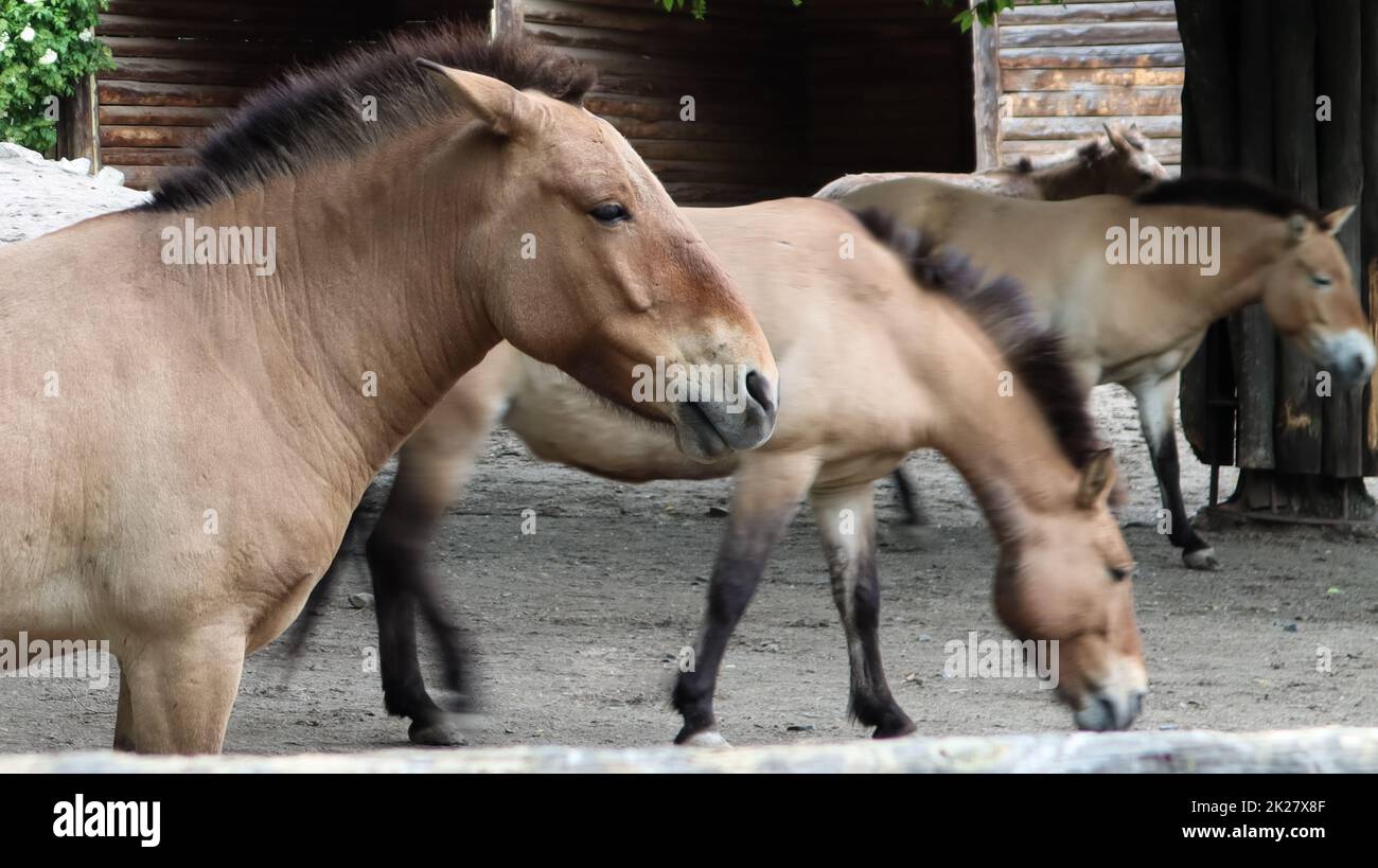 Przhevalsky Mongolian horses in the pen. A species or subspecies of a wild horse that lives in
