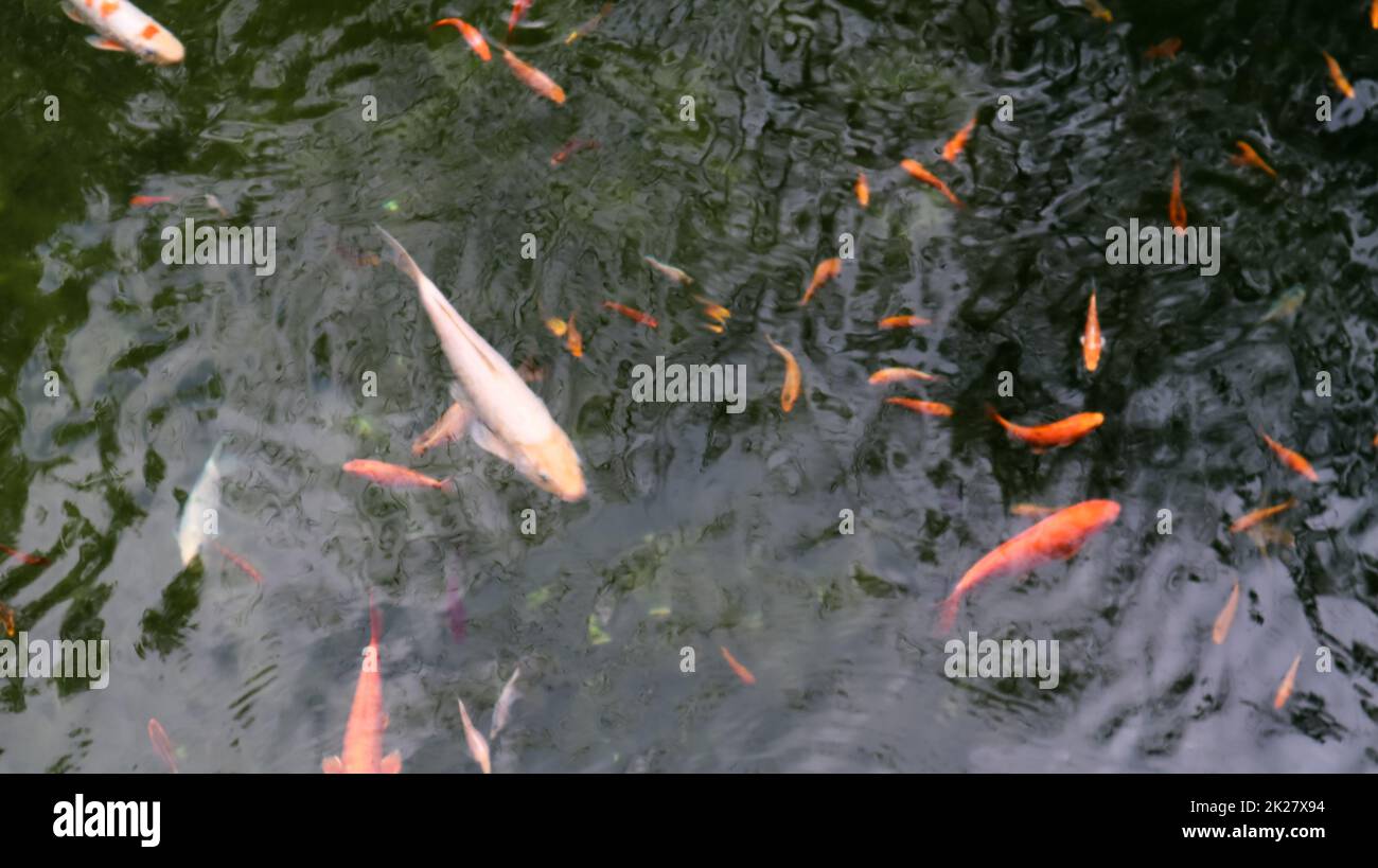 Royal carp in the pond. Japanese koi in water top view. Brocade carp in the water. Sacred fish. Decorative domesticated fish bred from the Amur subspecies Stock Photo