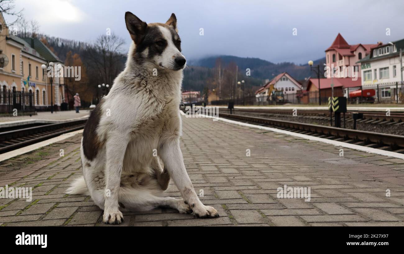 White dog with black spots. playful and hungry dog on a suburban train station amid railroad tracks and a parapet of the station, a stray dog follows the train Stock Photo