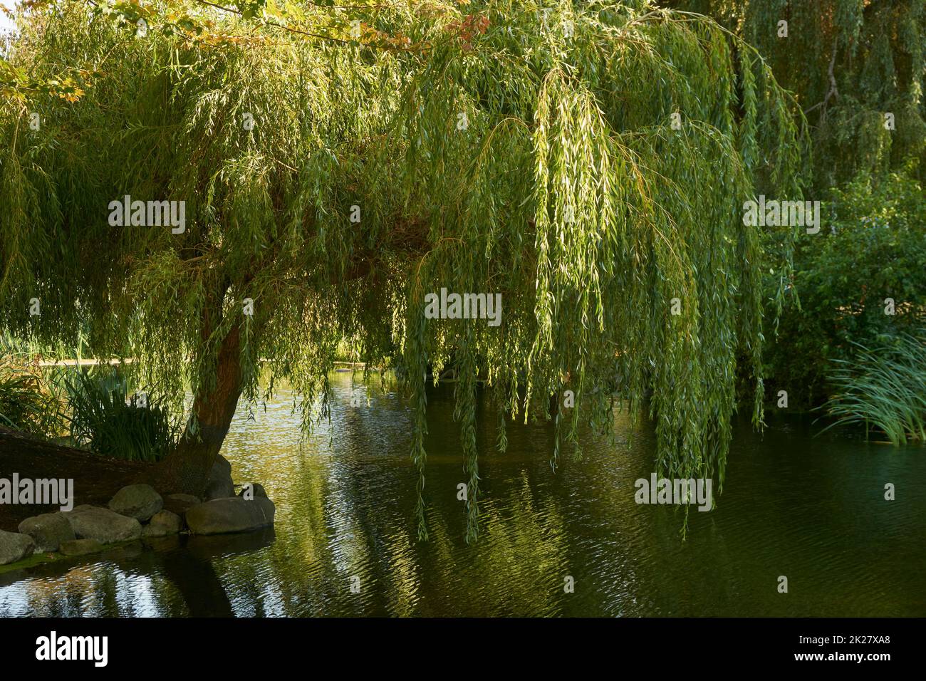Weeping willow tree beside a pond in summer Stock Photo
