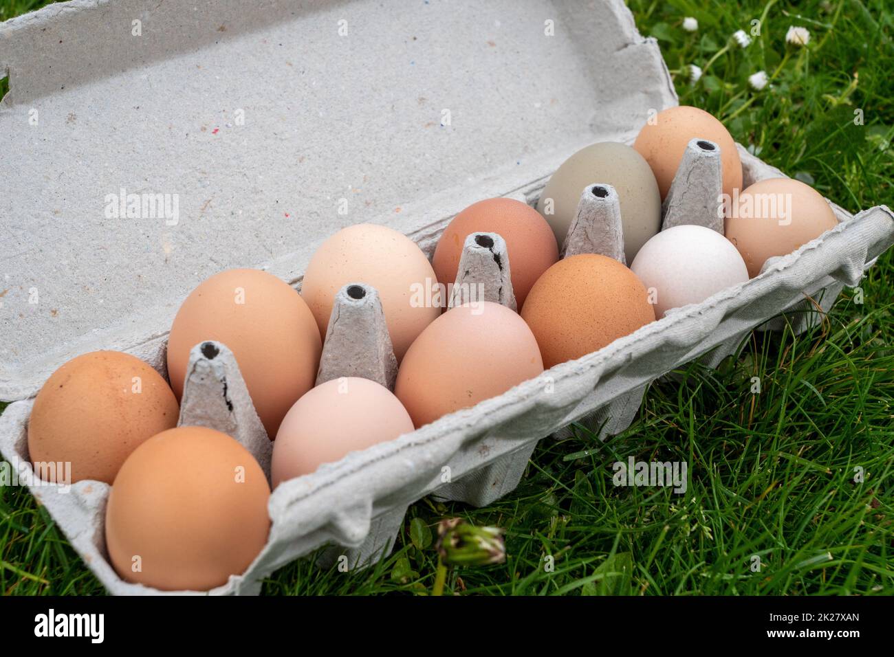 Carton container with chicken eggs on the grass Stock Photo