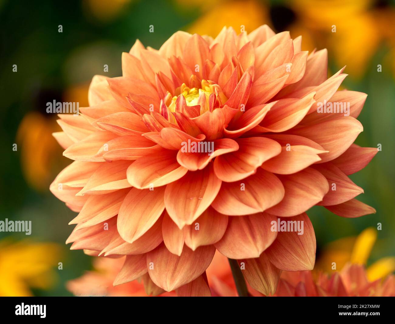 Closeup of an orange dahlia flower blooming in late summer Stock Photo