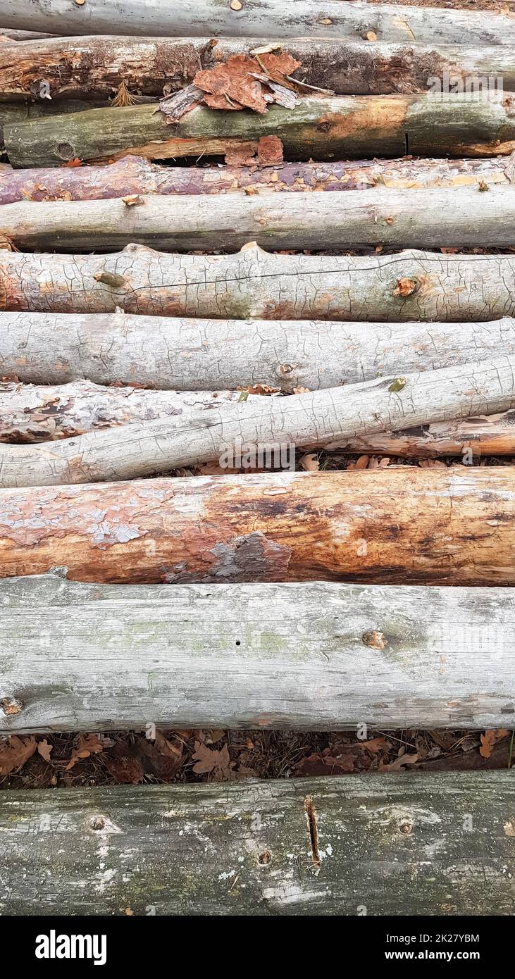 Freshly sawn logs. Logs of trees in the forest after felling Stock Photo