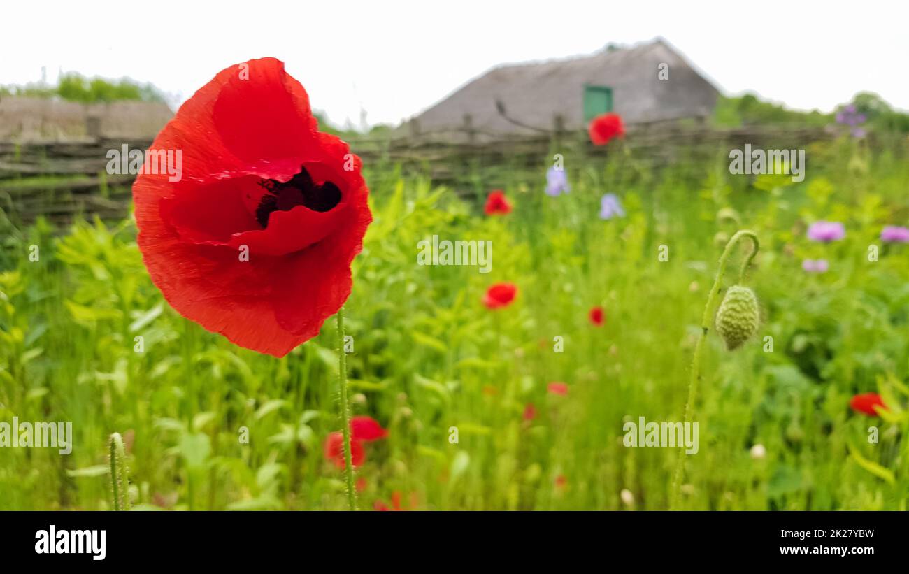 Red poppy flower, a genus of herbaceous plants of the poppy family grows in arid places of the steppes, semi-deserts, deserts, dry rocky slopes of the mountains. Beautiful background with copy space. Stock Photo