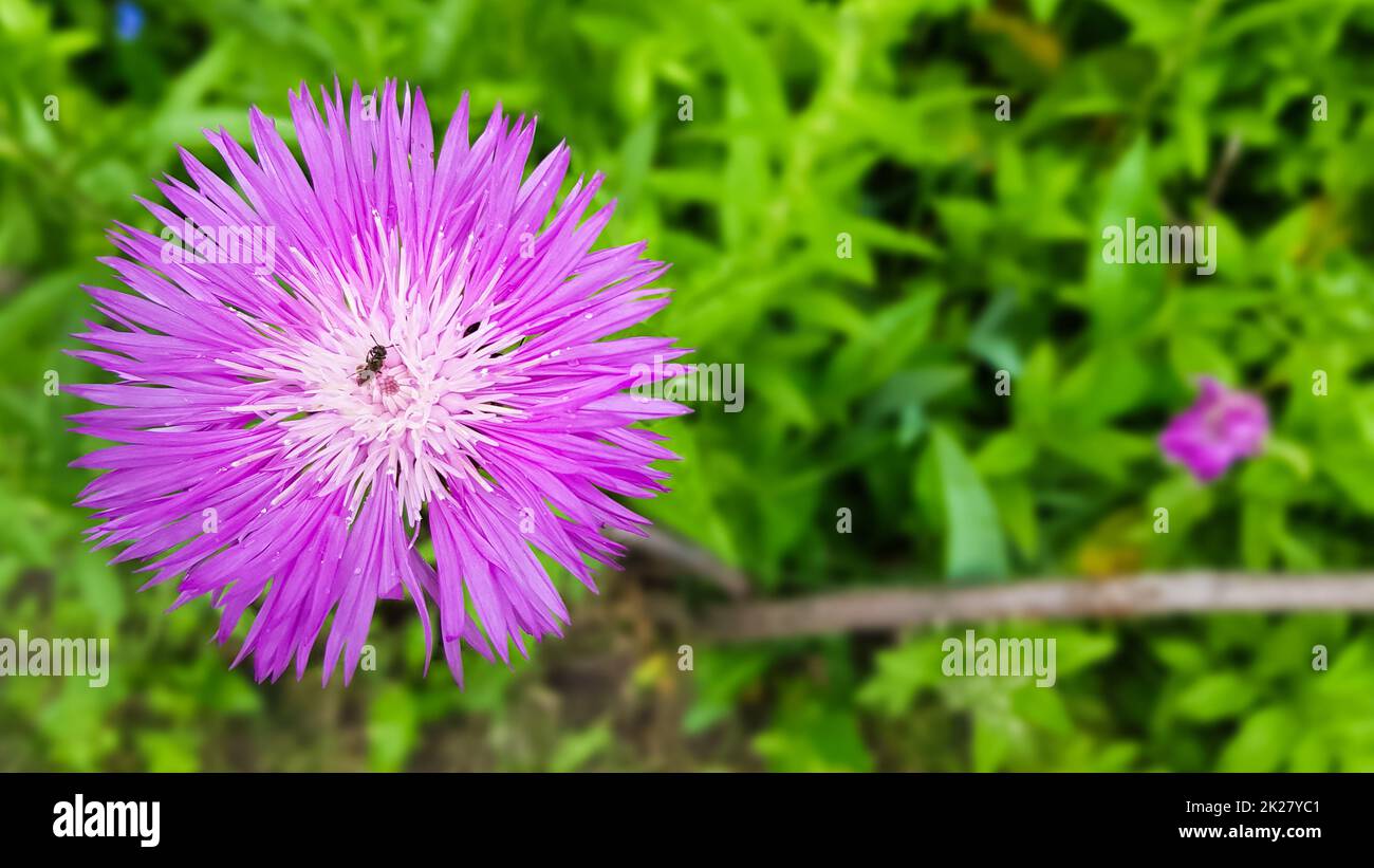 Cornflower meadow field weed plant. Species of the genus Cornflower of the Asteraceae family, or Compositae. It grows in meadows, forest edges and along roadsides. copy space. flat lay. Stock Photo