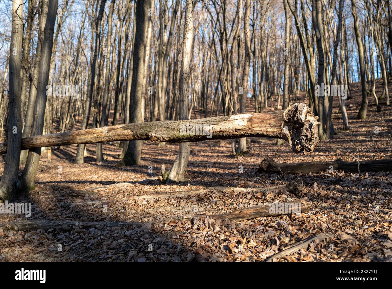 Wind blown tree hi-res stock photography and images - Alamy