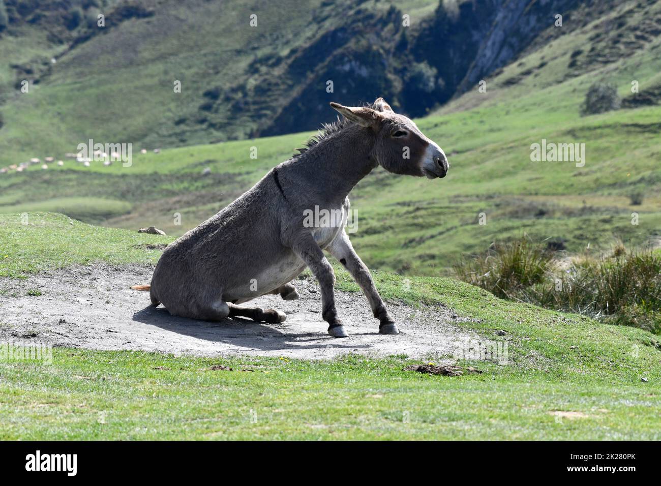 Semi wild donkeys on Col du Soulor in the pyrenees mountains bordering ...