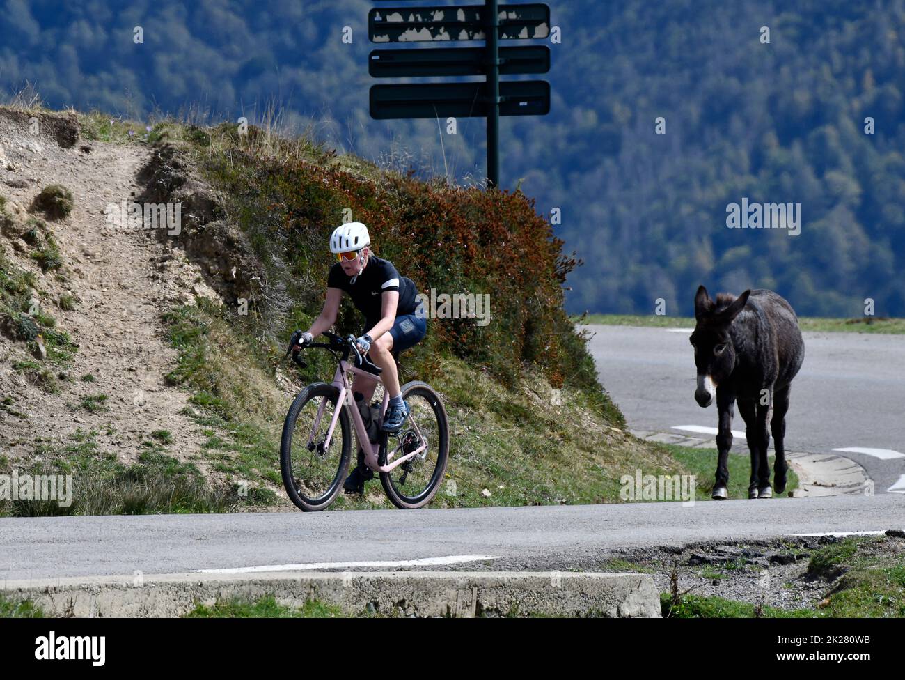 A cyclist followed by a semi wild donkey on Col du Soulor in the pyrenees mountains bordering France and Spain cycling extreme hill climb 2022 Stock Photo