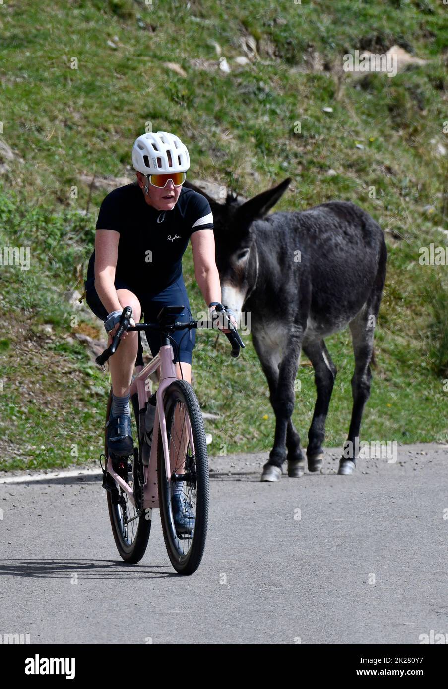 A cyclist followed by a semi wild donkey on Col du Soulor in the pyrenees mountains bordering France and Spain cycling extreme hill climb 2022 Stock Photo