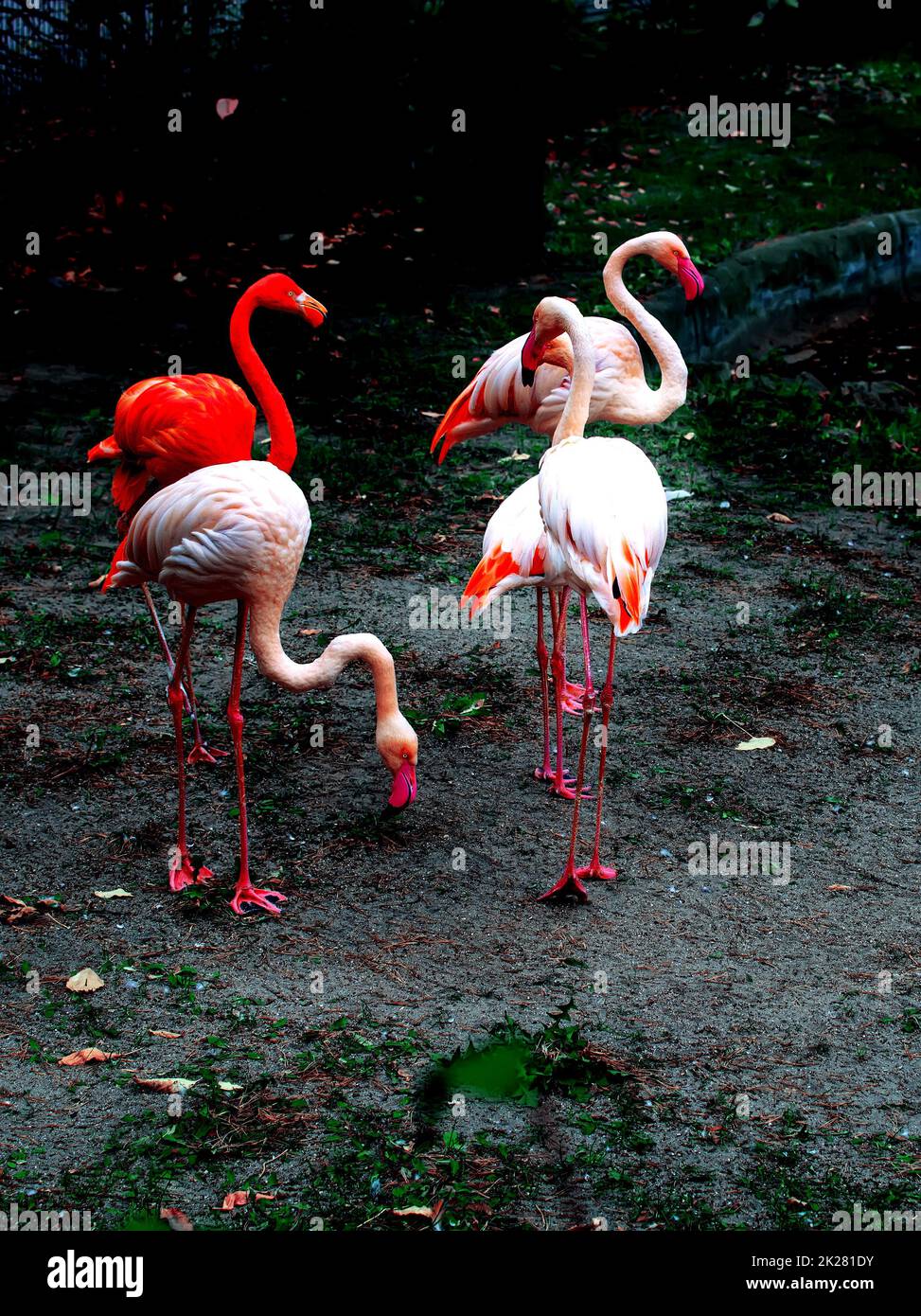 Pink Greater flamingos (Phoenicopterus roseus) and one red American flamingo (Phoenicopterus ruber) standing by the side of the pond. Stock Photo